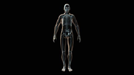 3d medical animation of a human body and bones