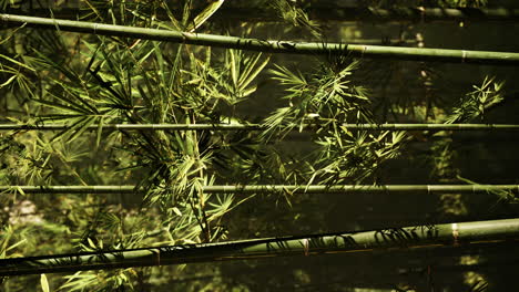 vertical lanscape of bamboo tree in tropical rainforest