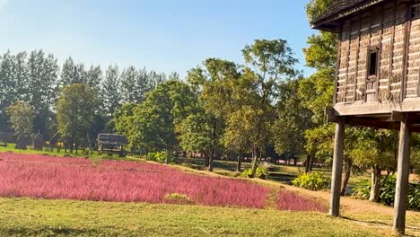 a traditional wooden house stands elevated, surrounded by lush greenery and vibrant pink fields under a clear blue sky.