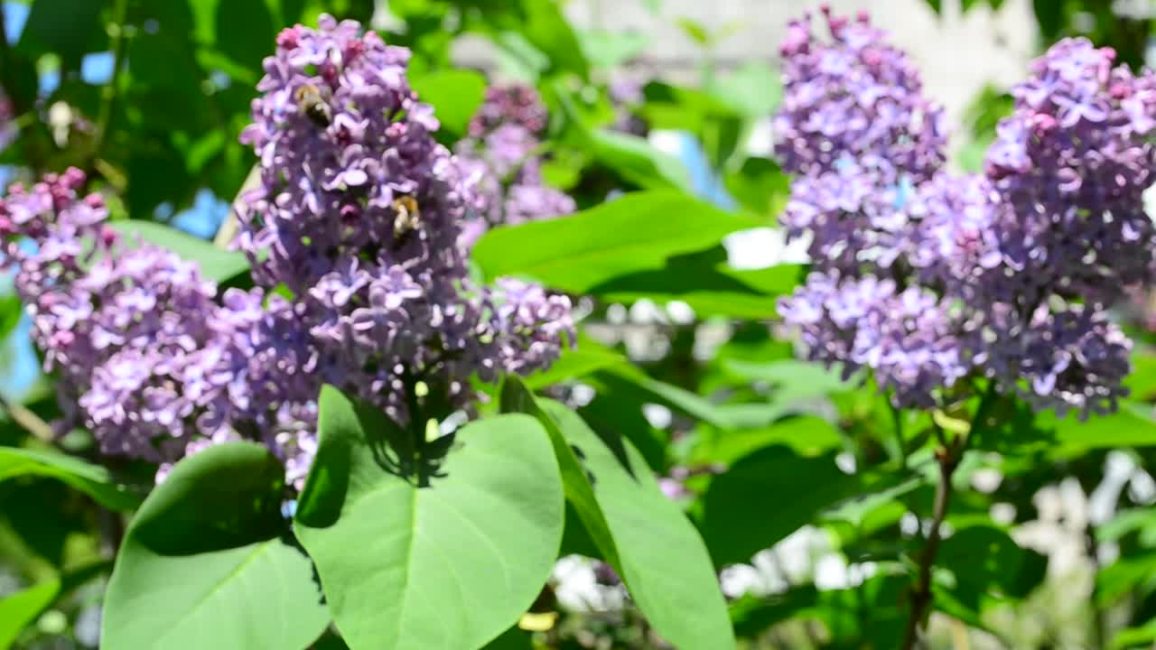 Куст сирени. Сирень весной