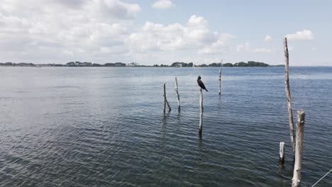 un pájaro se sienta en un tronco en el mar y vuela lejos