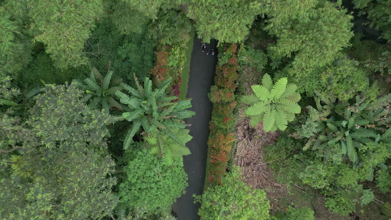 disparo aéreo de arriba hacia abajo que revela a tres personas caminando en un hermoso jardín natural con árboles verdes tropicales arbustos