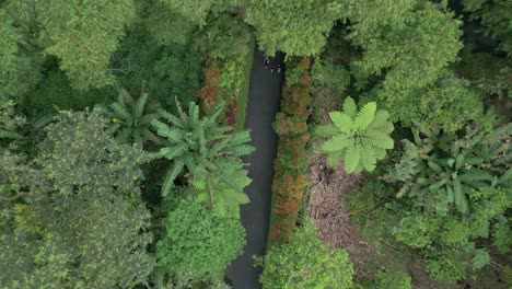 aerial top down revealing shot of three people walking in a beautiful natural garden with bushy tropical green trees