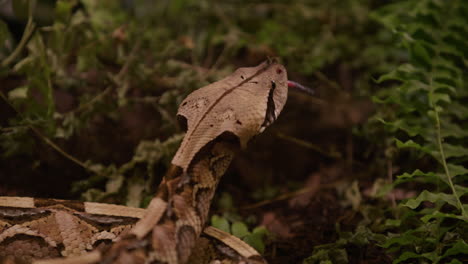 Gaboon-viper-snake-puts-head-up-looking-around-in-bush---from-behind-profile