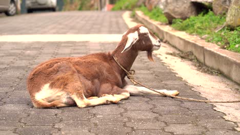 goat sitting  in street