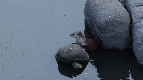 Nutria-En-El-Agua-Sacudiendo-La-Cabeza-Y-Luego-Sumergiéndose-Bajo-El-Agua