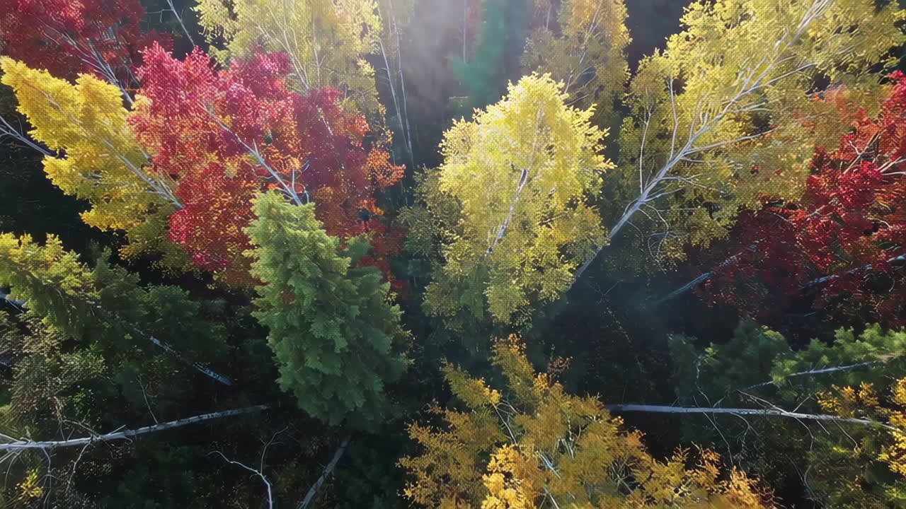 가을의 숲의 가노피