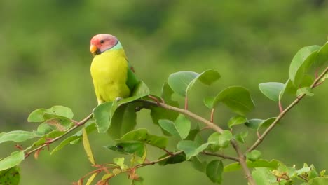 red head parrot uhd 4k mp4