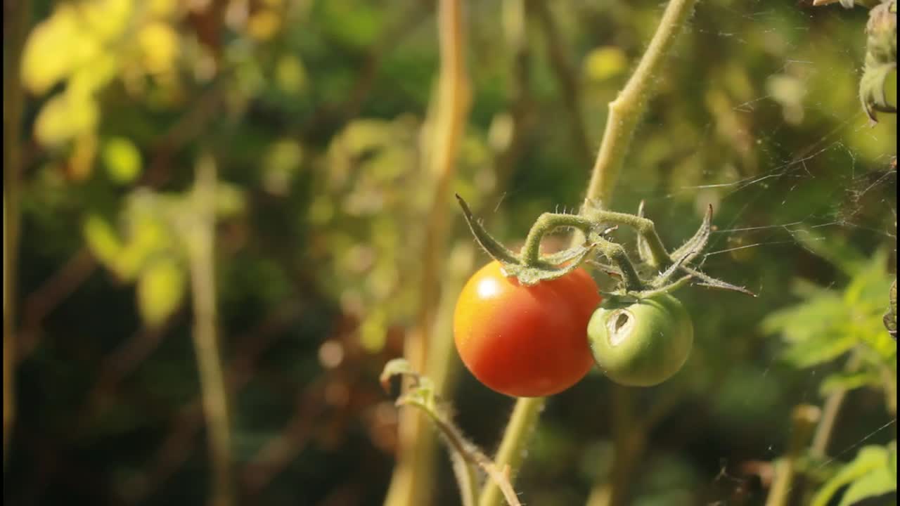 포도나무에 두 개의 토마토