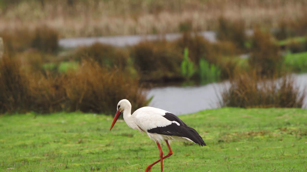 cigüeña blanca pastando con su pico en el pasto de hierba verde junto al río