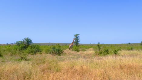 giraffe in the african savanna