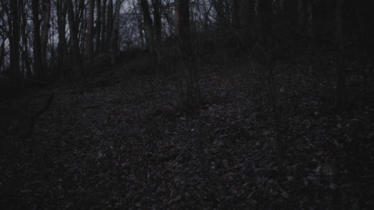 Sottobosco scuro coperto di foglie cadute e alberi spogli