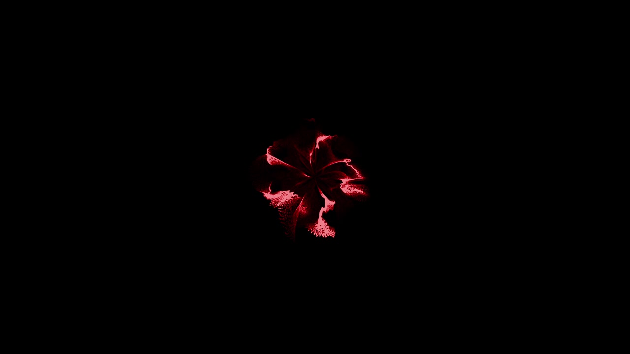 En hvirvlende vortex af rød energi eller plasma danner en abstrakt portal eller blomsterform, før den forsvinder på en sort baggrund