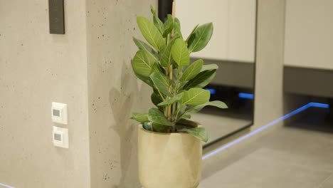 home interior design, indoor plant