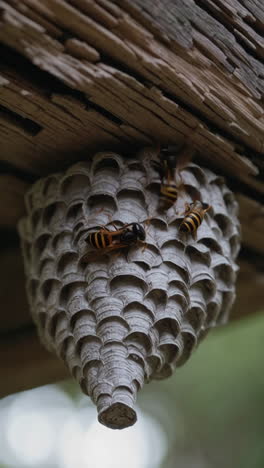 wasp nest hanging from wooden beam