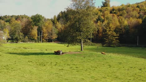 aerial view over beautiful rural landscape with lush green grassland with cattle grazing on it and narrow gravel pathway leading upto a house in litchfield county,connecticut,usa