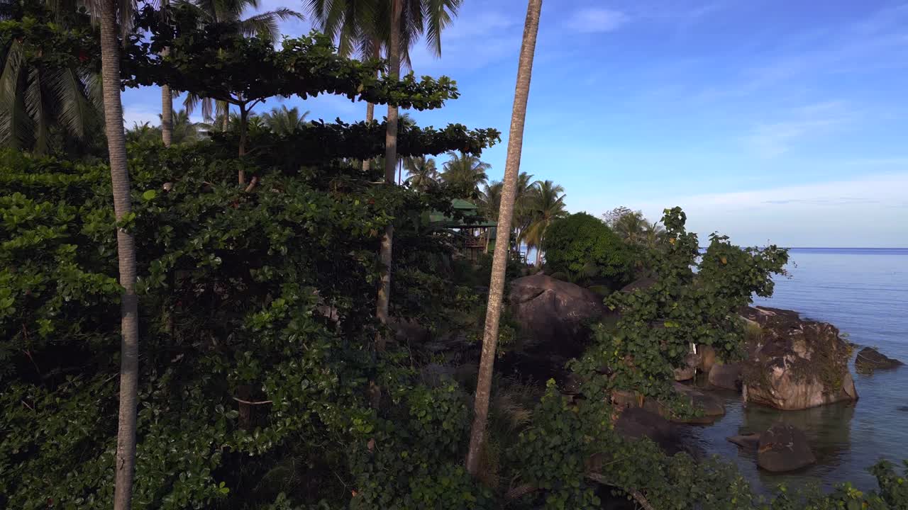 palmeras en la playa del acantilado