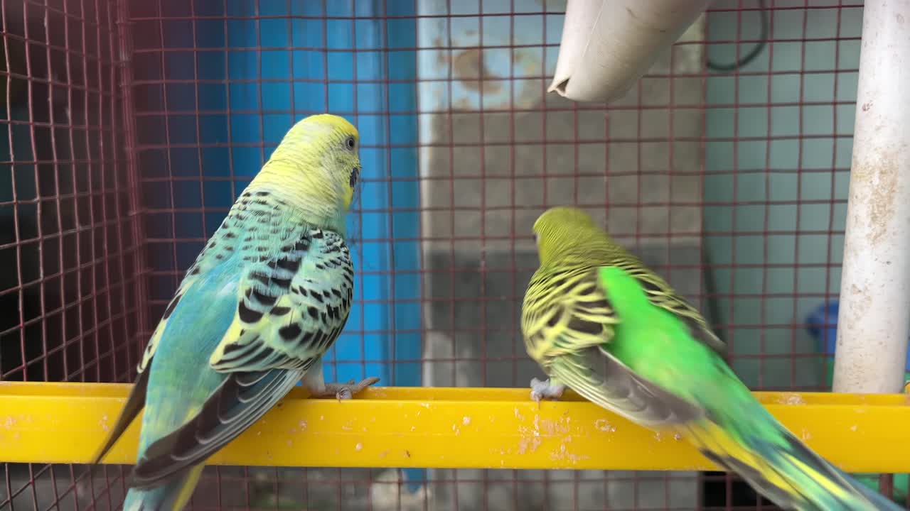 Two Budgerigars in a Cage