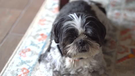 Perro-Shih-Tzu-Soñoliento-En-Alfombra