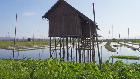 jardines flotantes en el lago inle, myanmar (burma)