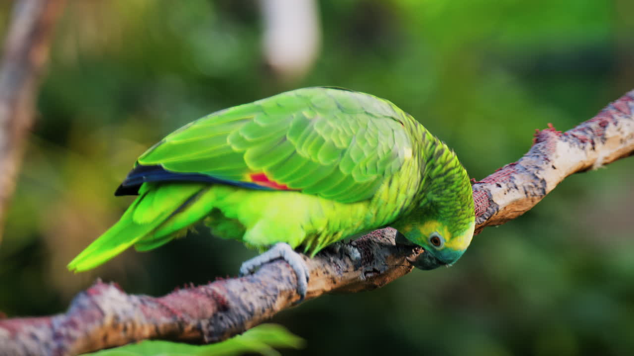 Close up of a green Macaw bird on a branch with a blurred background