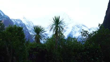 panorama del árbol de la col con el pico nevado del monte pembroke en nueva zelanda