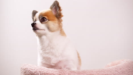 Cierre-El-Video-De-Un-Mini-Cervatillo-Feliz-Y-Un-Cachorro-De-Color-Blanco-Sentado-En-Una-Alfombra-De-Algodón-Rosa-Contra-Una-Pared-Rosa