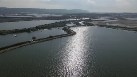 flamingos in a wetland reserve - aerial view