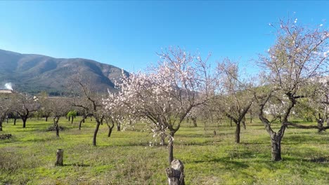 Calpe-España-Florece-En-Los-árboles-A-Principios-De-Primavera-En-Un-Cálido-Día-De-Mayo
