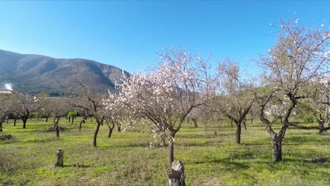 calpe spain blossom on trees in early spring on a warm may day