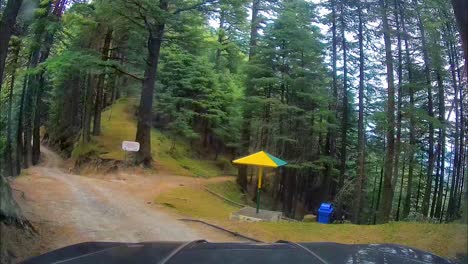 driving a winding dirt road through a dense forest