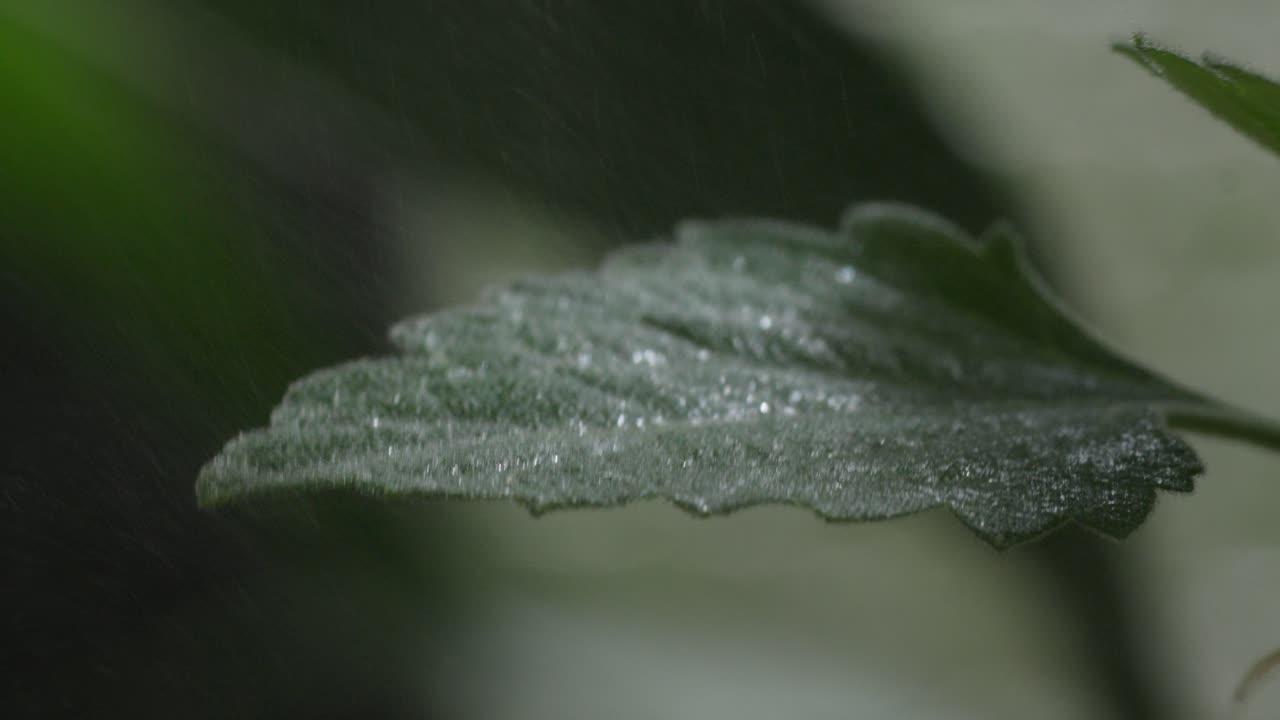 비가 오는 동안 은 잎