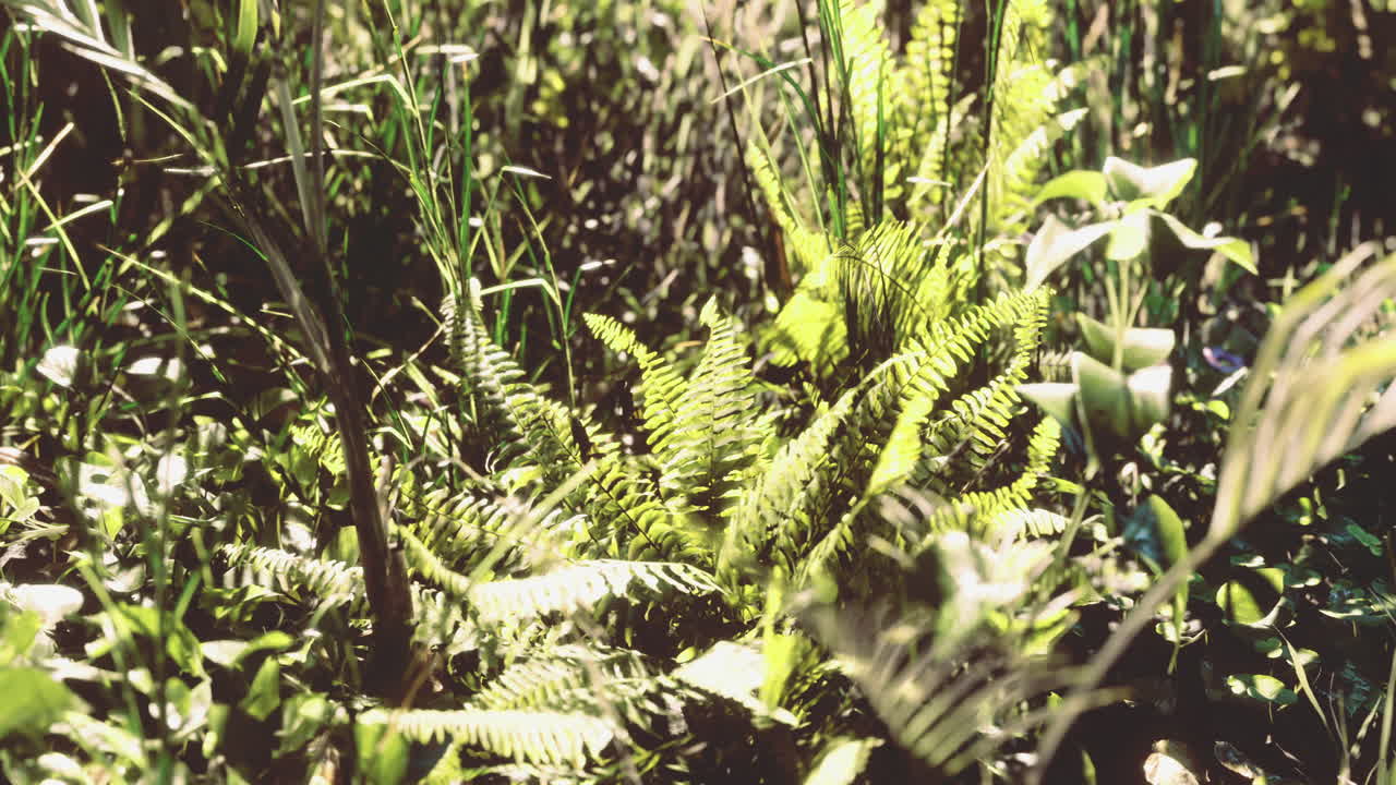 Lush greenery thrives in a serene forest setting on a bright sunny day