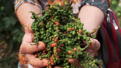 Hands-of-an-unrecognizable-person-showing-the-fresh-peppercorn-that-has-been-harvested,-selective-focus