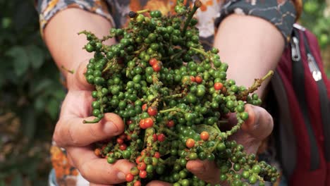 hands of an unrecognizable person showing the fresh peppercorn that has been harvested, selective focus