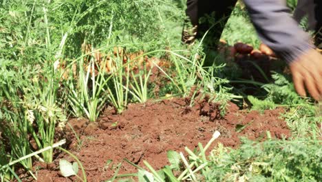 Close-up-farm-worker-pulling-out-carrots-from-soil,-Vietnamese-agricultural-Field