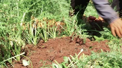 cerrar trabajador agrícola sacando zanahorias del suelo, campo agrícola vietnamita
