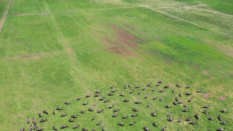 Un-Dron-Atrapa-A-Una-Bandada-De-Gansos-Alimentándose-En-Un-Campo-De-Fútbol-Verde