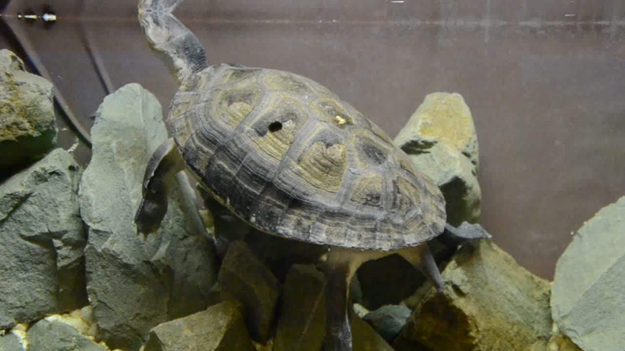 Turtle