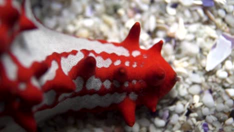 still shot of a red knob starfish's arm on top of small broken shells