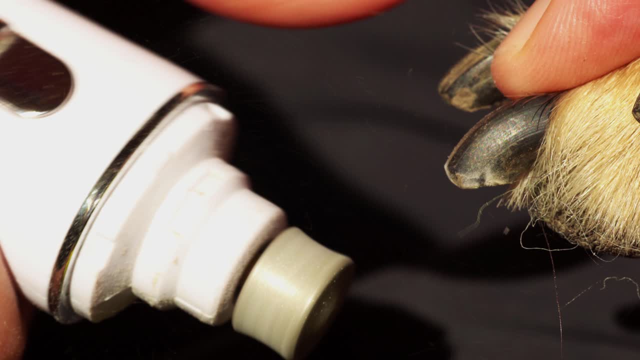 전기 그라인더로 개의 손톱을 연마