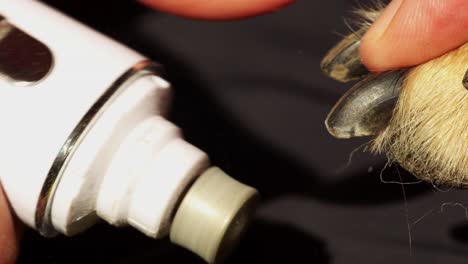 molienda de uñas de un perro con un molinillo eléctrico