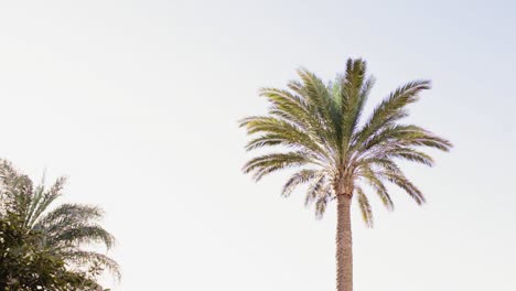 hojas de palmera datilera