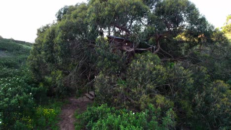 woodland tree house in rural portugal - drone shot
