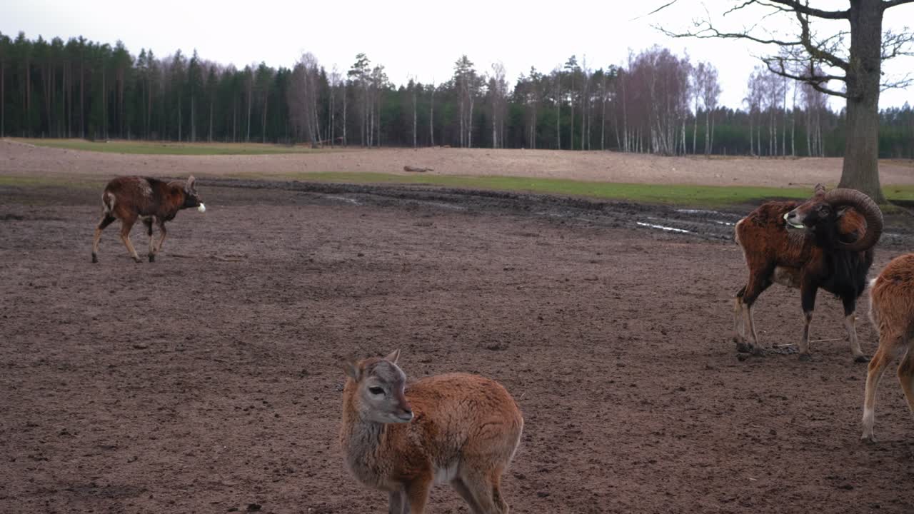 una gran bandada de ciervos yace en el suelo, una bandada de cabrones está descansando en un prado verde. concepto de animales silvestres. gran grupo de animales. detrás contra el fondo de un bosque de coníferas