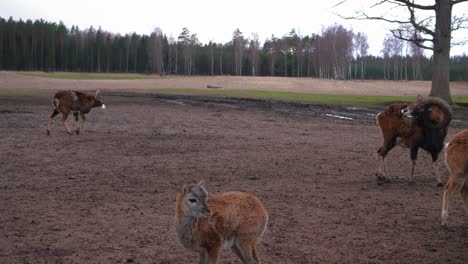 a large flock of deer lies on the ground, a flock of deer is resting in a green meadow. wild animals concept. large group of animals. behind against the background of a coniferous forest