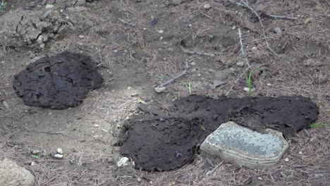 some flies wander around on two cow pats while others fly around