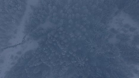 aerial top down shot of heavy snowfall over trees and mountain