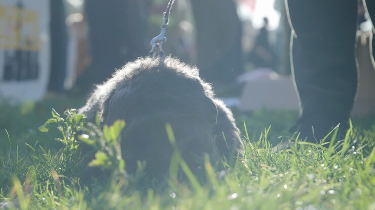Adorable back lit black dog laying in grass chewing wooden stick happy and content with lens flare