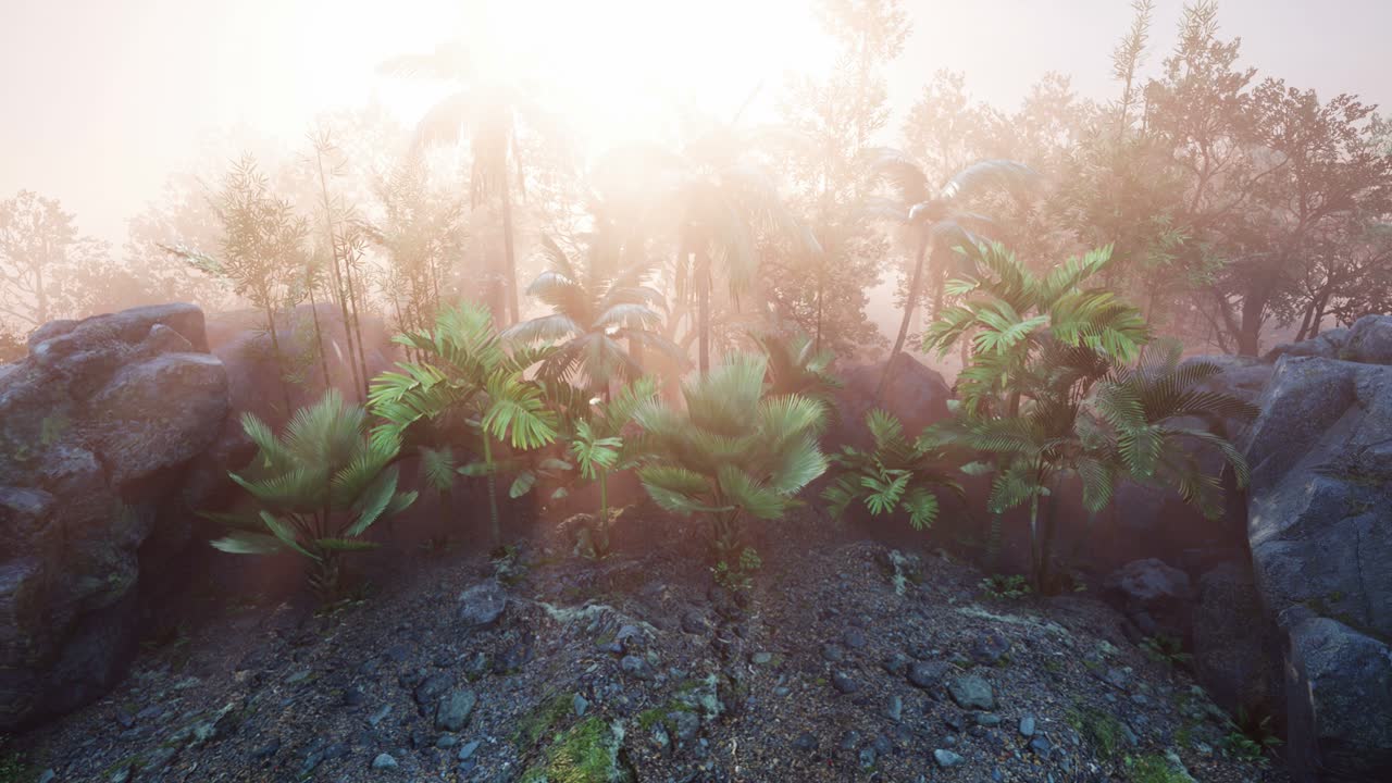 los rayos del atardecer a través de las palmeras